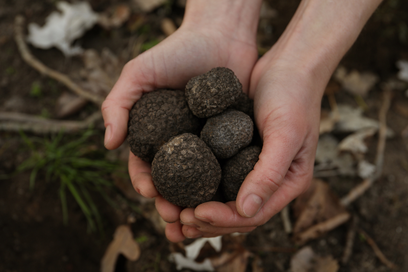 Woman Holding Fresh Truffles in Hands Outdoors, Closeup